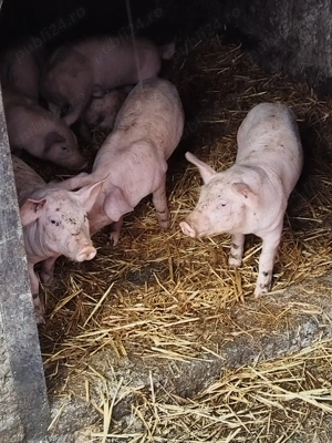 Purceii de vanzare - imagine 3