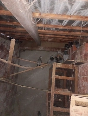 Pasari, parubei voiajori - imagine 2