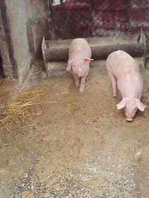 Purceii de vanzare - imagine 2