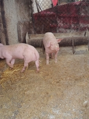 Purceii de vanzare - imagine 4