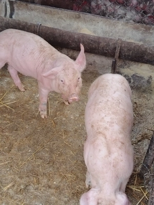 Purceii de vanzare - imagine 5