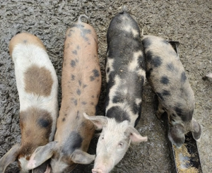 Vând șoldani tineri  - imagine 2