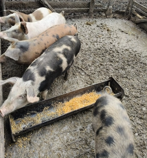 Vând șoldani tineri  - imagine 3