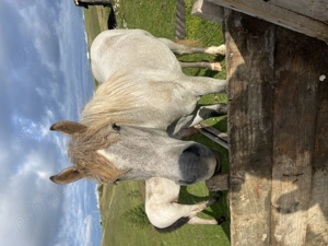 Vând mânz  - imagine 3