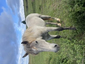 Vând mânz  - imagine 2