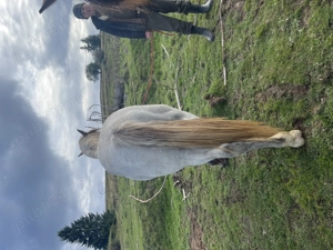 Vând mânz  - imagine 5