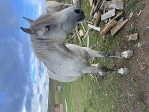 Vând mânz  - imagine 4