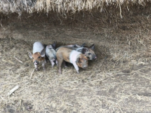 Vând scroafă cu purcei