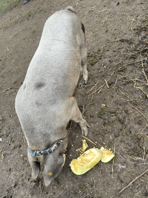 Vând scroafă cu purcei - imagine 3