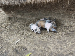 Vând scroafă cu purcei - imagine 2