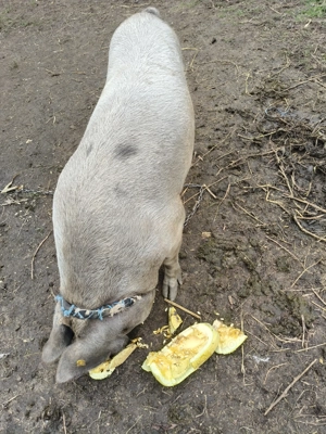 Vând scroafă cu purcei - imagine 4