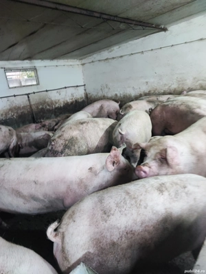 vind porci de carne - imagine 2 vind porci de carne - imagine 2