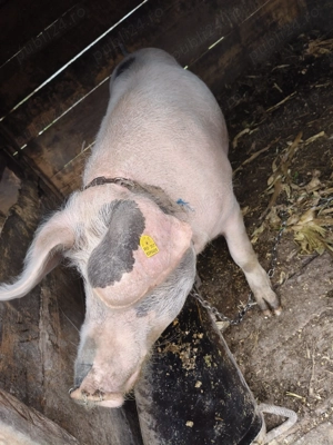 Vând scroafă tânără gestantă  - imagine 2