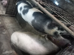 Vând  porci  și purcei