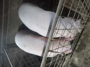 Vând  porci  și purcei - imagine 3