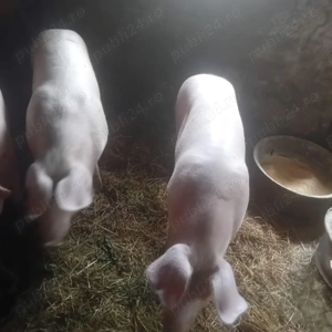 Vand porc, 100-150 kg