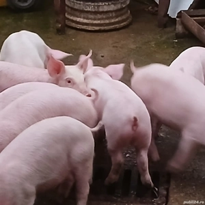 purcei pik 11 saptamani  - imagine 7 purcei pik 11 saptamani  - imagine 7