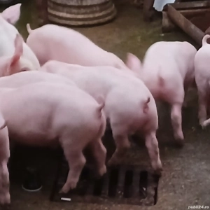 purcei pik 11 saptamani  - imagine 6 purcei pik 11 saptamani  - imagine 6