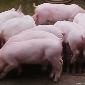 purcei pik 11 saptamani  - imagine 5 purcei pik 11 saptamani  - imagine 5