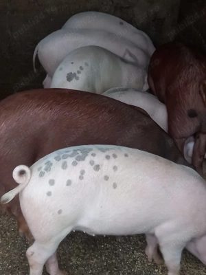 Grasuni 50kg bucata - imagine 2