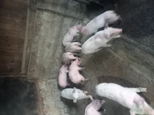 Vând  porci  și purcei - imagine 5