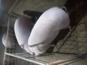 Vând  porci  și purcei - imagine 2