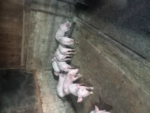 Vând  porci  și purcei - imagine 4