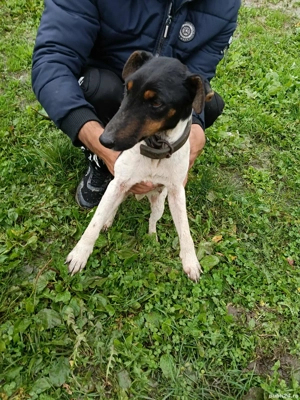 Vând femela vârstă un an  - imagine 2