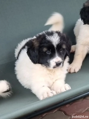 Ciobanesc de Bucovina  - imagine 3 Ciobanesc de Bucovina  - imagine 3