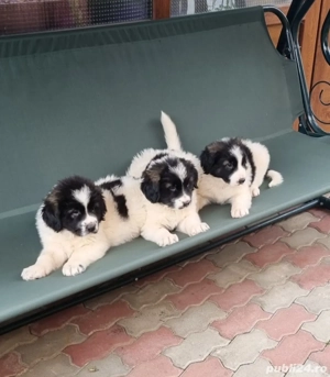 Ciobanesc de Bucovina  - imagine 2 Ciobanesc de Bucovina  - imagine 2