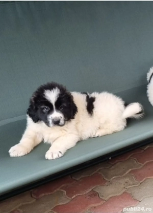 Ciobanesc de Bucovina  - imagine 4 Ciobanesc de Bucovina  - imagine 4