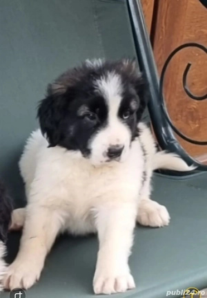 Ciobanesc de Bucovina  - imagine 5 Ciobanesc de Bucovina  - imagine 5