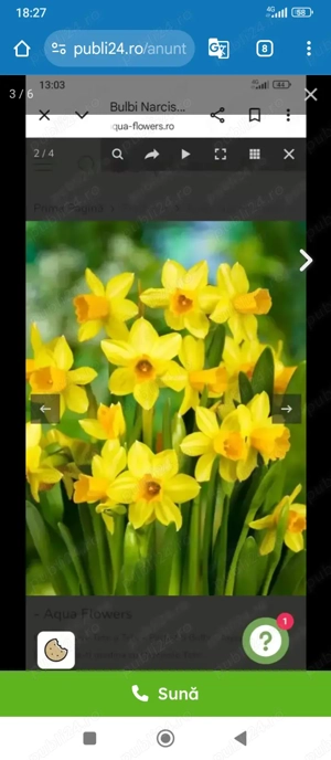 Narcise galbene cu trompa ,răsad la ghiveci