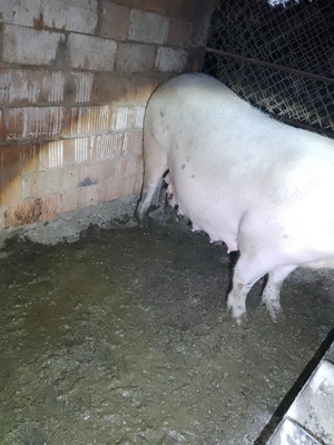 Vând scroafa a fata - imagine 4 Vând scroafa a fata - imagine 4