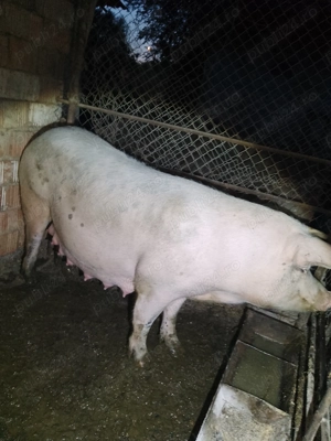 Vând scroafa a fata - imagine 2 Vând scroafa a fata - imagine 2