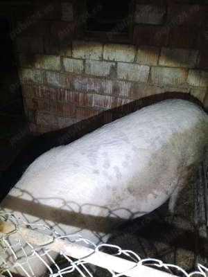 Vând scroafa a fata - imagine 3 Vând scroafa a fata - imagine 3