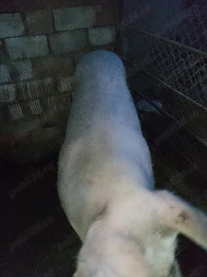 Vând scroafa a fata - imagine 5 Vând scroafa a fata - imagine 5