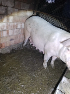 Vând scroafa a fata