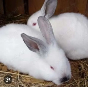 Schimb iepuri cu turturele - imagine 2 Schimb iepuri cu turturele - imagine 2