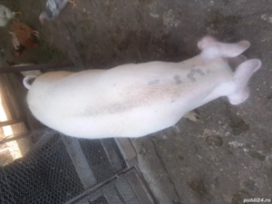 vand gaste - imagine 3 vand gaste - imagine 3