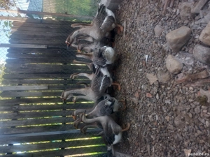 vand gaste - imagine 2 vand gaste - imagine 2