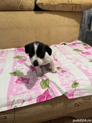 donez caine amstaff - imagine 4