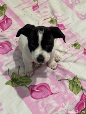 donez caine amstaff - imagine 2