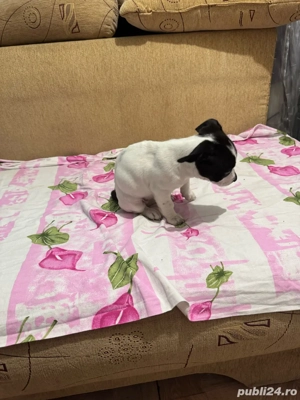 donez caine amstaff - imagine 5