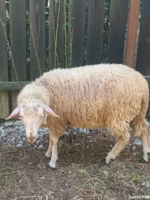 Berbecuti de vanzare 