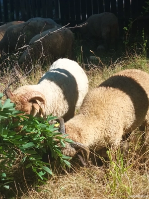 Berbecuti de vanzare  - imagine 4