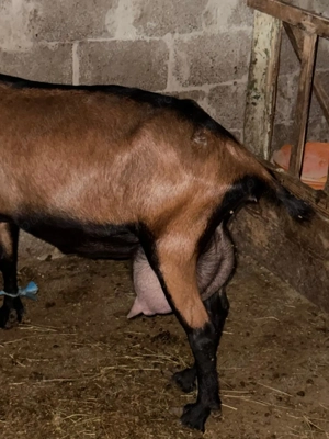 Vând capre și iezi!