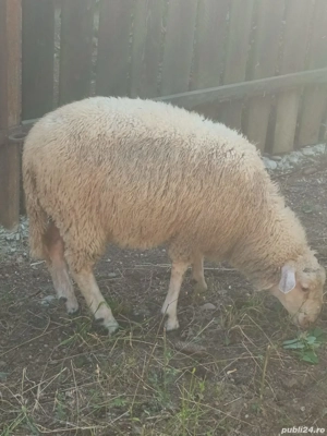 Berbecuti de vanzare  - imagine 3