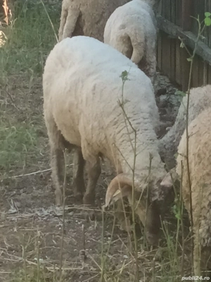 Berbecuti de vanzare  - imagine 2