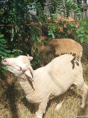 Berbecuti de vanzare  - imagine 5